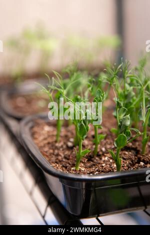 Pousses de pois, microgreens, jardinage en intérieur Banque D'Images