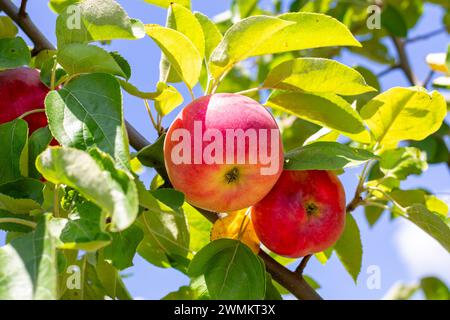 Les pommes rouges mûres accrochent sur une branche un jour ensoleillé d'été. Cultiver des fruits, récolter. Banque D'Images