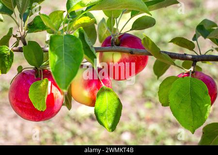 Les pommes rouges mûres accrochent sur une branche un jour ensoleillé d'été. Cultiver des fruits, récolter. Banque D'Images