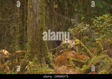 Wapitis Roosevelt Cervus elaphus vaches dans la forêt tropicale du parc national olympique de la rivière Quinault Péninsule Olympique Washington Banque D'Images