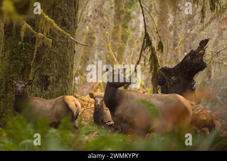 Wapitis Roosevelt Cervus elaphus vaches dans la forêt tropicale du parc national olympique de la rivière Quinault Péninsule Olympique Washington Banque D'Images