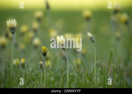 Champ grouillant de marguerites jaunes au milieu d'un cadre verdoyant, les longues tiges vertes minces soutiennent les fleurs et les bourgeons qui semblent frapper contre le bl Banque D'Images