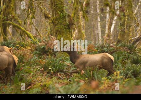 Wapitis Roosevelt Cervus elaphus vaches dans la forêt tropicale du parc national olympique de la rivière Quinault Péninsule Olympique Washington Banque D'Images