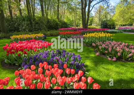 Champ de bulbe de tulipe de printemps dans le jardin à lisse près d'Amsterdam Hollande pays-Bas Banque D'Images