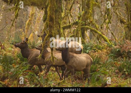 Wapitis Roosevelt Cervus elaphus vaches dans la forêt tropicale du parc national olympique de la rivière Quinault Péninsule Olympique Washington Banque D'Images