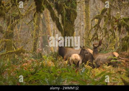 Wapitis Roosevelt Cervus elaphus vaches dans la forêt tropicale du parc national olympique de la rivière Quinault Péninsule Olympique Washington Banque D'Images