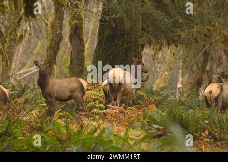 Wapitis Roosevelt Cervus elaphus vaches dans la forêt tropicale du parc national olympique de la rivière Quinault Péninsule Olympique Washington Banque D'Images