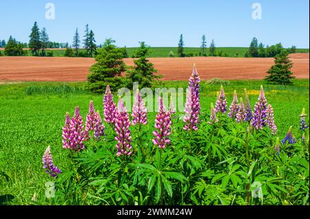 Fleurs de lupin colorées dans les tons de rose et de violet. Terres agricoles avec des champs verts et labourés, repérés d'épinettes. Île-du-Prince-Édouard, Canada. Banque D'Images