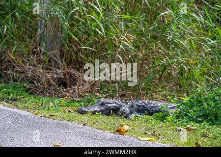 Alligator américain assis le long d'un sentier depuis le Royal Palm Visitor Center le long de l'Anhinga Trail dans le parc national des Everglades Banque D'Images