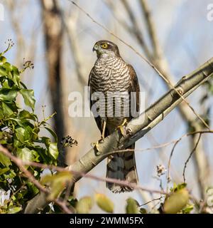 Eurasian Sparrowhawk, Accipiter Nisus, femme, Nord-est de l'Italie Banque D'Images