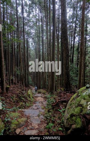 Trekking à travers les forêts profondes de la route de pèlerinage de Kumano Kodo, Wakayama, Japon Banque D'Images