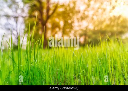 Paysage paisible avec soleil dans la forêt et prairie au coucher du soleil. Herbe verte fraîche en gros plan, arbres flous et feuillage ensoleillé chaud. Nature idyllique Banque D'Images