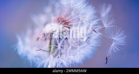 Gros plan de pissenlit avec fond flou, nature artistique gros plan. Bannière de champ de prairie d'été de printemps. Belle photo macro relaxante, printemps ensoleillé Banque D'Images