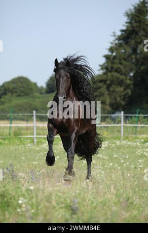 Étonnante jument frisonne qui court sur le pâturage en été Banque D'Images