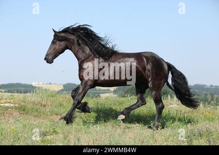 Étonnante jument frisonne qui court sur le pâturage en été Banque D'Images