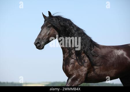 Étonnante jument frisonne qui court sur le pâturage en été Banque D'Images