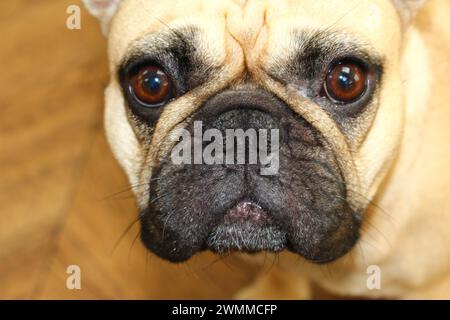 Gros plan portrait couleur d'un fauve bouledogue français sur fond de bois flou mettant en vedette tout droit devant. Concept pour triste, perdu, infortuné, bouleversé, attristé Banque D'Images