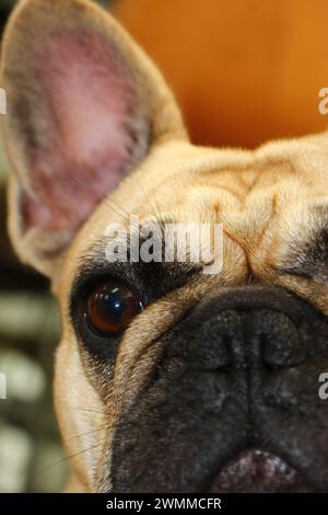 Adorable portrait mignon de curieux jeune bouledogue français à venir à la caméra. portrait bondé d'un chien adorable facile à vivre Banque D'Images