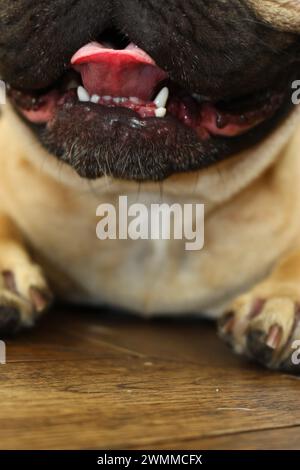 Gros plan portrait d'un bouledogue français beige souriant + fauve de couleur noire avec sa langue sortant et la bouche ouverte. Yeux + oreilles coupent les dents visibles Banque D'Images