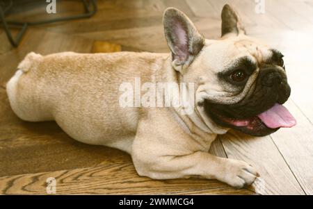 Gros plan, portrait complet du corps en profil d'un adorable bouledogue français fauve sur bois avec sa langue et sa bouche ouvertes sur un plancher en bois. Vie douillette Banque D'Images