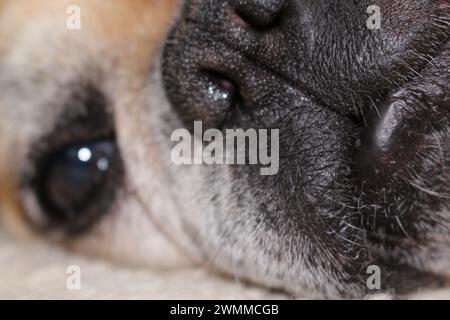 Portrait en gros plan d'une partie du visage d'un vieux bouledogue français, couché à l'air triste bouleversé, mélancolie affligeante et malheureuse Banque D'Images