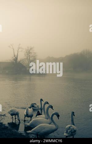 Matin brumeux avec Frys Island, Cygnes sur les rives de la Tamise, Caversham, Reading, Berkshire, Angleterre, UK, GB. Banque D'Images