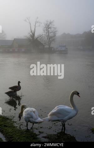 Matin brumeux avec Frys Island, Cygnes sur les rives de la Tamise, Caversham, Reading, Berkshire, Angleterre, UK, GB. Banque D'Images