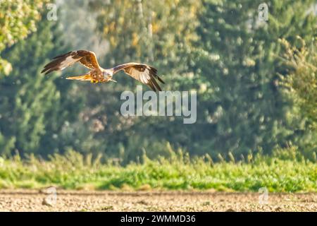 Un cerf-volant rouge (Milvus milvus) en vol écumant bas au-dessus d'un champ herbeux Banque D'Images