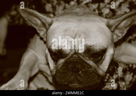 Gros plan sur le portrait sépia d'un bouledogue français fauve tenu et projetant ses yeux vers le bas dans une expression triste Banque D'Images