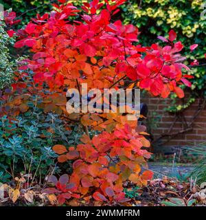 Rouge pourpre brillant couleur automnale de Cotinus x dummeri / Cotinus 'Grace' / arbre à fumée 'Grace' feuilles en novembre Banque D'Images