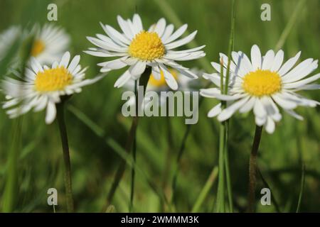 Marguerites de printemps fraîches (Leucanthemum vulgare) dans un pré à Swansea, pays de Galles. Gros plan au niveau du sol, angle élevé de trois fleurs de Marguerite en pleine floraison Banque D'Images