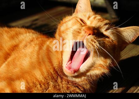 Adorable et mignon gingembre tabby chat bâillant dans le soleil du soir. Golden Hour avec chat félin. Concept pour fatigué, somnolent, somnolent Banque D'Images