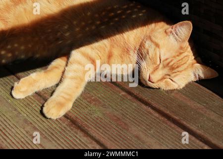 Bain de soleil au gingembre housecat à l'extérieur sur un patio ou un porche avec les yeux fermés Banque D'Images