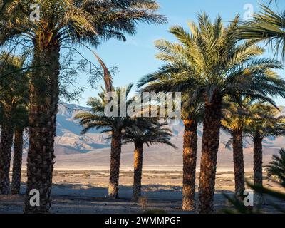 Parc national de la Vallée de la mort Furnace Creek Palm Trees Banque D'Images