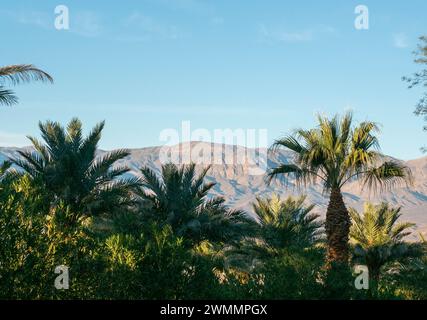 Parc national de la Vallée de la mort Furnace Creek Palm Trees Banque D'Images