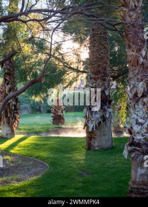 Parc national de la Vallée de la mort Furnace Creek Palm Trees Banque D'Images