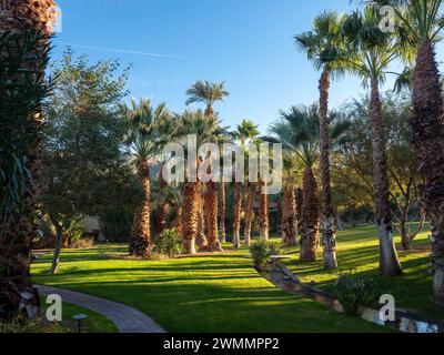 Parc national de la Vallée de la mort Furnace Creek Palm Trees Banque D'Images