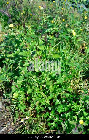 Le chenopodium murale (Chenopodium murale) est une herbe comestible annuelle originaire du bassin méditerranéen et naturalisée dans de nombreuses autres régions. Cette photo Banque D'Images