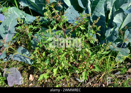 Le chenopodium murale (Chenopodium murale) est une herbe comestible annuelle originaire du bassin méditerranéen et naturalisée dans de nombreuses autres régions. Cette photo Banque D'Images