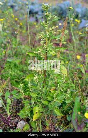 Le chenopodium murale (Chenopodium murale) est une herbe comestible annuelle originaire du bassin méditerranéen et naturalisée dans de nombreuses autres régions. Cette photo Banque D'Images