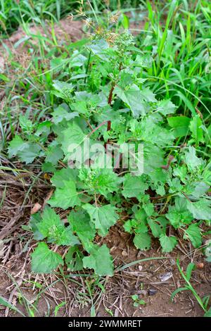 Le chenopodium murale (Chenopodium murale) est une herbe comestible annuelle originaire du bassin méditerranéen et naturalisée dans de nombreuses autres régions. Cette photo Banque D'Images