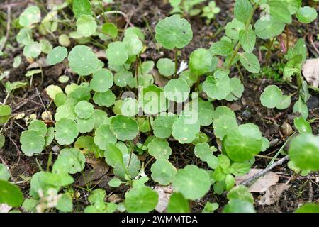 Pennywort (Hydrocotyle vulgaris) est une plante vivace aquatique originaire d'Europe et de Turquie. Pousse dans les marais et les tourbières. Banque D'Images
