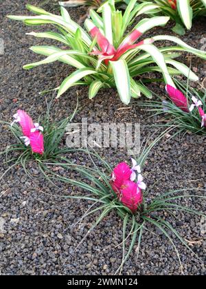 Tillandsia cyanea, ou plume rose, Hawaï, États-Unis Banque D'Images