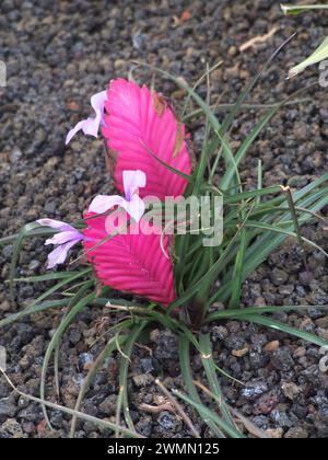 Tillandsia cyanea, ou plume rose, Hawaï, États-Unis Banque D'Images