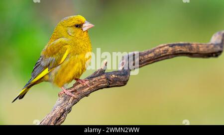 Greenfinch, Carduelis chloris, forêt méditerranéenne, Castilla y Leon, Espagne, Europe Banque D'Images