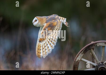 Un majestueux hibou grange en vol Banque D'Images