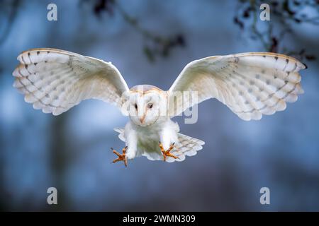 Un majestueux hibou grange en vol Banque D'Images