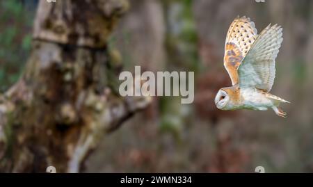 Un majestueux hibou grange en vol Banque D'Images