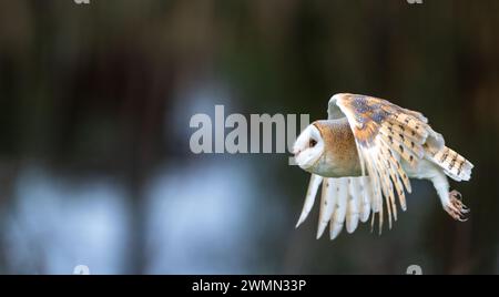 Un majestueux hibou grange en vol Banque D'Images