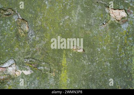 Texture du mur avec du vieux plâtre de couleur verte Banque D'Images